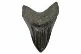 Fossil Megalodon Tooth - Polished Blade #125337-1